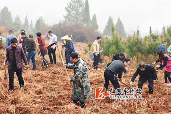 德信网_德信(中国)老师们热火朝天地挥锄种金槐